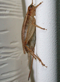 Jumping Bush-cricket